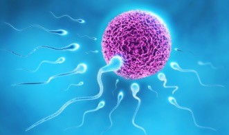 Sperm Preservation