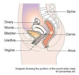 vaginal agenesis